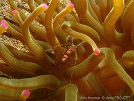 condylactis_gigantea_apr-06