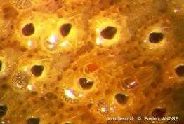 parasmittina_rouvillei-fa11c