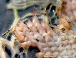 escharoides_mamillata-fa47b