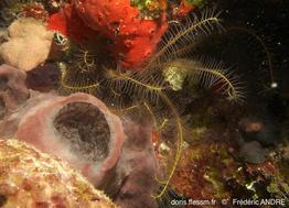 davidaster_discoideus-fa1866a
