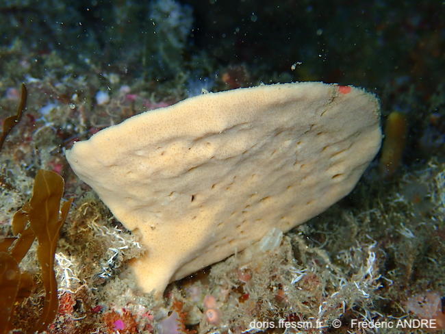 axinella_infundibuliformis-fran-img_​78