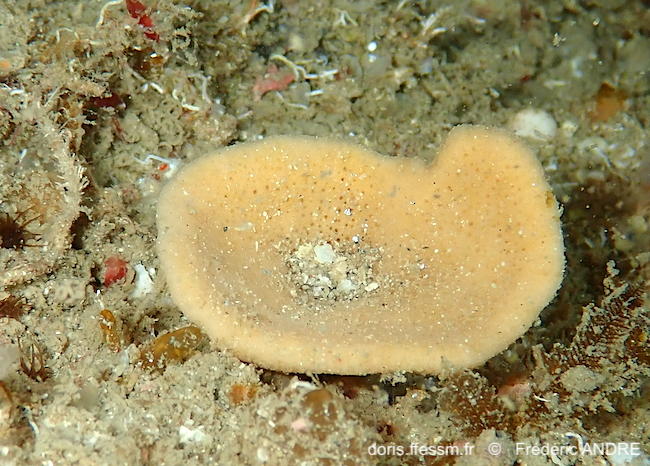 axinella_infundibuliformis-fran-img_32
