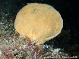 axinella_infundibuliformis-fran​-img_76