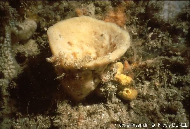 axinella_infundibuliformis-nibu-3656