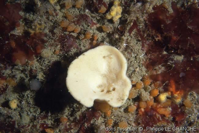axinella_infundibuliformis-plg-2336