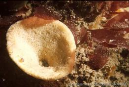 axinella_infundibuliformis-plg-3162