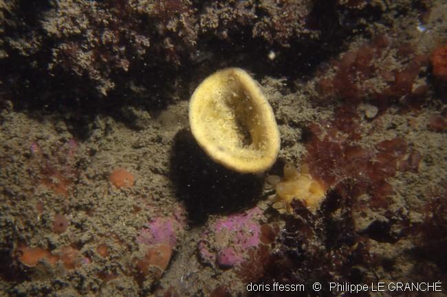 axinella_infundibuliformis-plg-699