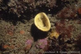 axinella_infundibuliformis-plg-699
