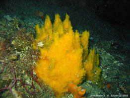 axinyssa_digitata-slb2004