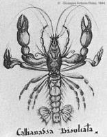 axius_stirynchus-risso1844