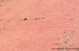 Azolla_filiculoides_pn_01