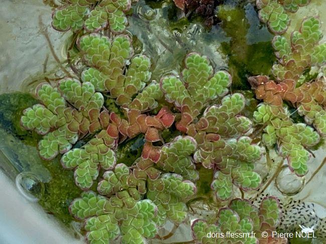 Azolla_filiculoides_pn_01