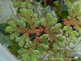 Azolla_filiculoides_pn_01