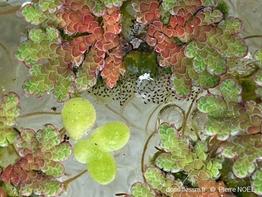 Azolla_filiculoides_pn_03