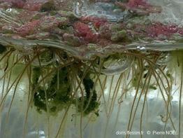 Azolla_filiculoides_pn_04