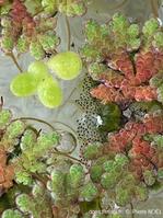 Azolla_filiculoides_pn_05