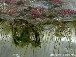 Azolla_filiculoides_pn_06