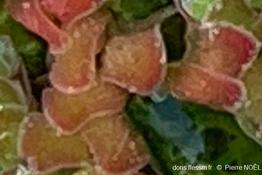 Azolla_filucloides_pn_02