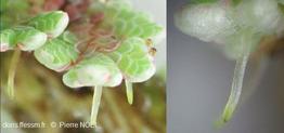 Azolla_filucloides_pn_05