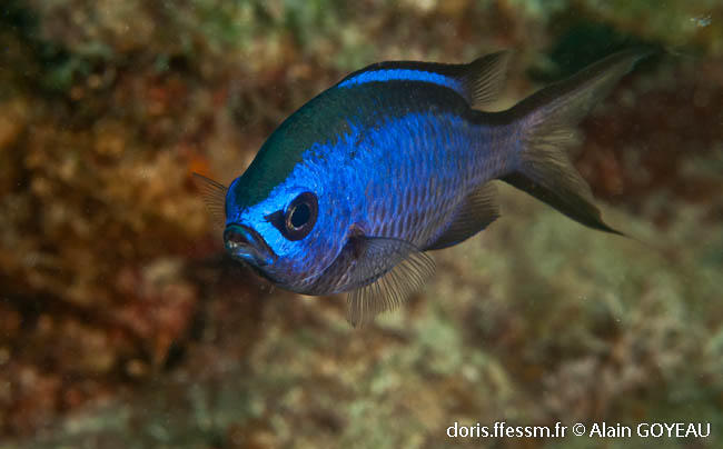 azurina_cyanea-ag7
