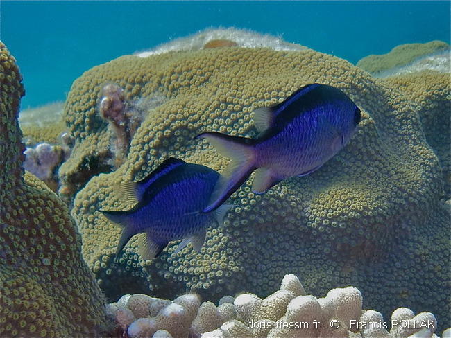 azurina_cyanea-fp9