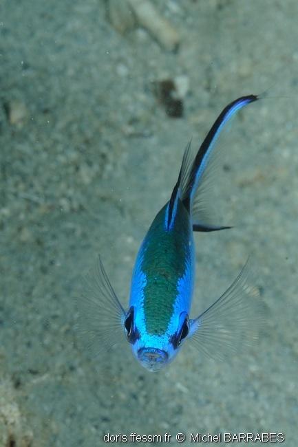 azurina_cyanea-mb10