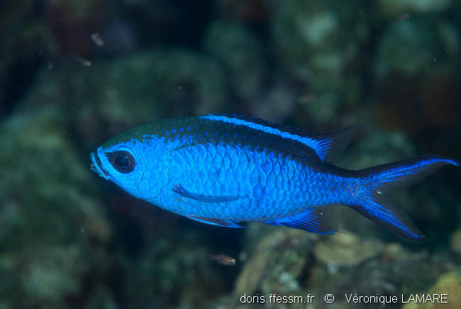 azurina_cyanea-vl1