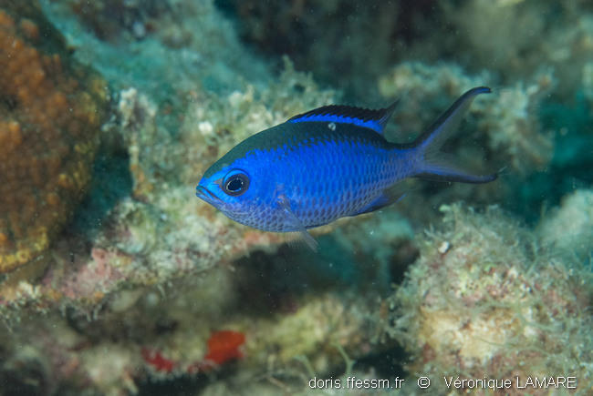 azurina_cyanea-vl4