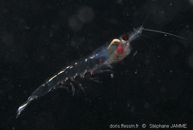 Krill atlantique