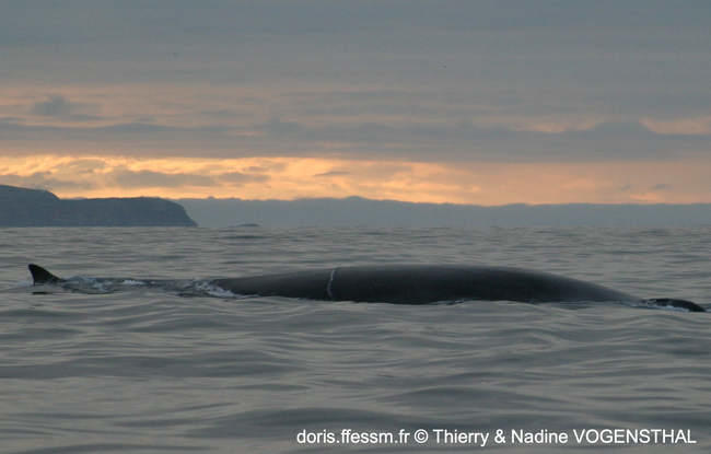 balaenoptera_borealis-ndt01