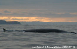 balaenoptera_borealis-ndt01
