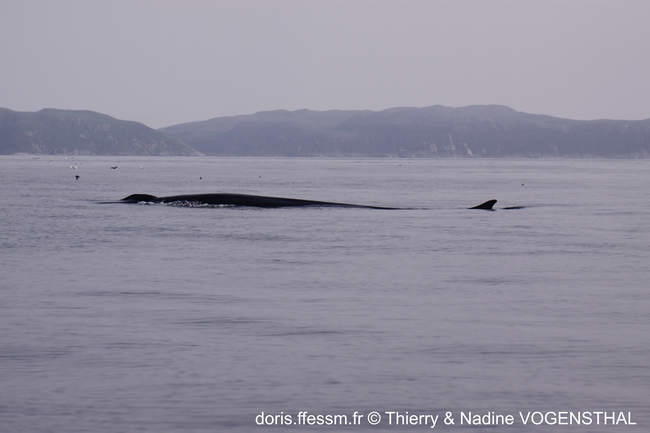 balaenoptera_borealis-ndt04