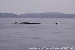 balaenoptera_borealis-ndt04