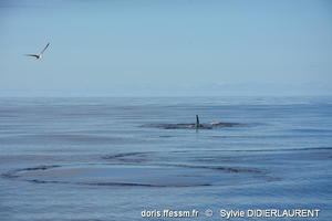 balaenoptera_borealis-sddl2