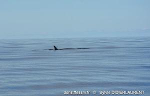 balaenoptera_borealis-sddl3