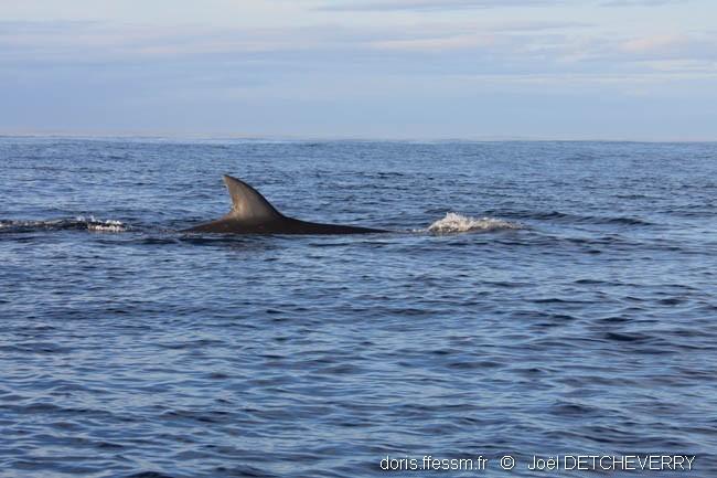 balaenoptera_borealis_jd00001