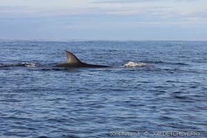 balaenoptera_borealis_jd00001