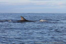 balaenoptera_borealis_jd00001