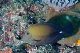 zebrasoma_scopas-vl2