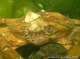 amphibalanus_eburneus-fa9