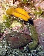 Balanoglossus_clavigerus-slb20119