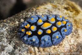 phyllidia_picta-vl4