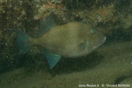balistes_capriscus_vm1