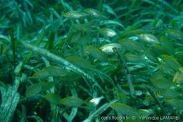 sarpa_salpa-vl2