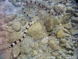 myrichthys_colubrinus-slb4