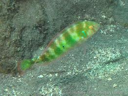 xyrichtys_splendens_vl1
