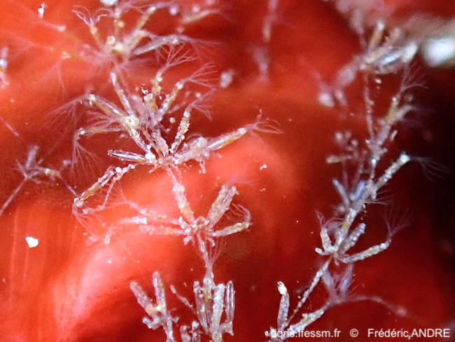 Bantariella_verticillata-fran98