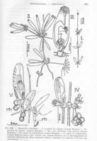 Bantariella_verticillata-Prenat&Bobin1956