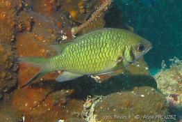 chromis_weberi_ap1