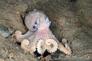 bathypolypus_bairdii-jv020